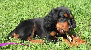 We are breeders of gordon setters and cavalier king charles spaniels that are of mild. Gordon Setter Puppy Bramble Setter Puppies Gordon Setter Puppies