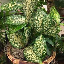 Image result for dieffenbachia flower