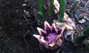 Image result for Kořenokvětka Aspidistra
