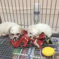 Arizona pet stores are buying puppies from some of the worst puppy mills in the midwest. Puppies N Love Pet Store In Gilbert