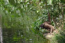 Unlike most gibbon species, müller's gibbon does not show sexual dimorphism. Muller S Gibbon Wildark