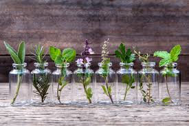 Check spelling or type a new query. Can You Grow Basil Seeds In Water Hno At