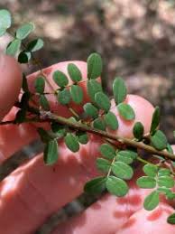 Image result for Mezoneuron