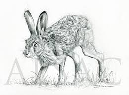Lievre A L Arret Stephane Alsac Art Animalier Dessin D Animal Dessin Original