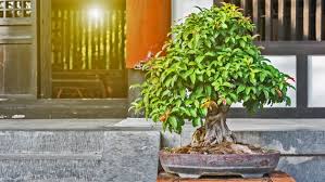 Wir kreieren für sie gärten ganz nach ihrem geschmack. Bonsai Baume Kaufen Pflegen Und Schneiden Ndr De Ratgeber Garten Zierpflanzen