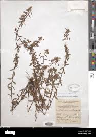 Image result for Sauvagesia