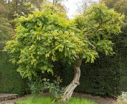 Der blauregen (wisteria) hat mit seinem unbändigen wuchs schon so manchen hobbygärtner überfordert. Blauregen Umpflanzen Wann Und Wie Geht Das Wisteria