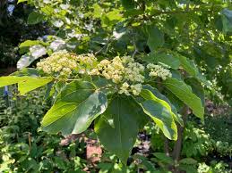 Image result for Hovenia