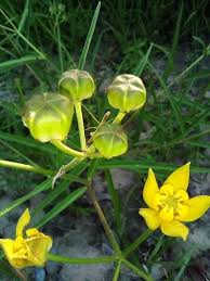 Image result for Stathmostelma fornicatum