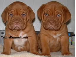 French mastiff (dogue de bordeaux) price range. Dogue De Bordeaux Puppy For Sale Puppies For Sale Dogs For Sale Dog Breeders Dog Kennel Kitten For Sale Cat For Sale