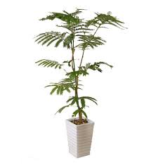 エバーフレッシュ 鉢替え後に葉が垂れる 観葉植物の育て方 ｑ ａ ブルーミングスケープ