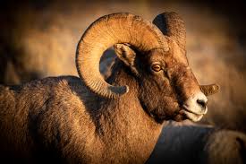 Two large rocky mountain bighorn sheep rams about to heads in battle for dominance. Park Plan Aids In Conservation Of Native Bighorn Sheep Grand Teton National Park U S National Park Service