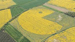 Hrstka ve čtvrtek nepůsobil v agrofirmě na návsi ospalé vesnice zrovna jako hrdina zpráv. Art Provocateur Group Ztohoven Cut Giant Pacman Into Babis S Rapeseed Field