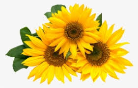 Single sun flower png transparent background image. Sunflower Png Sunflower Png Border Fascinating Rose Png Image Transparent Png Free Download On Seekpng