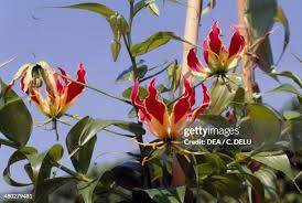 Image result for Colchicaceae
