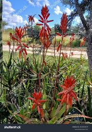 Image result for Aloe cameronii