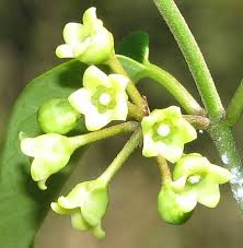 Image result for Marsdenia macrantha