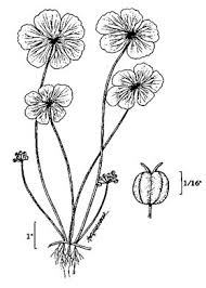 Image result for Hydrocotyle ranunculoides