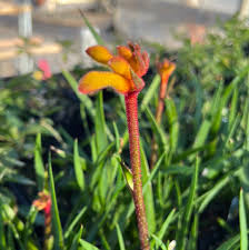 Image result for Anigozanthos