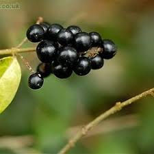 Image result for Afroligusticum