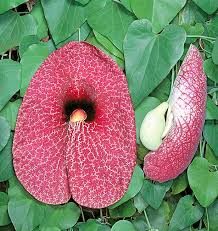 Image result for Aristolochia
