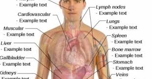 Male body parts diagram man body parts diagram anatomy chart body. Human Organ Diagram Male Human Body Anatomy Human Body Organs Anatomy Human Body Organs