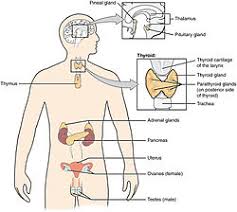 Adrenal Gland Wikipedia