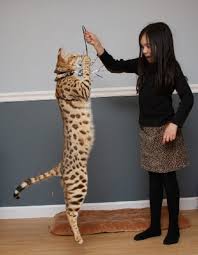 The bengal cat is a domesticated cat breed created from hybrids of domestic cats, especially the spotted egyptian mau, with the asian leopard cat (prionailurus bengalensis). Bengal Cat Caring 10 Things You Should Do Disk Trend Magazine