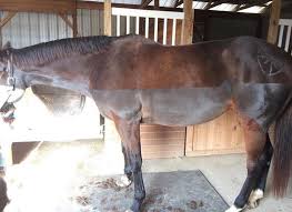 Check out our horse blanket selection for the very best in unique or custom, handmade pieces from our riding & farm animals shops. Get The Best Body Clip For Your Horse Us Equestrian