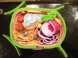 Plant Cell Baking Clay Sculpture Plant Cell Model Cell Model Plant Cell