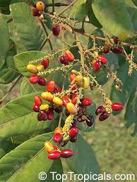 Image result for Lepisanthes