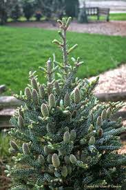 Conrad Art Glass Gardens The Way We Are Post 2 Evergreen Garden Ornamental Trees Landscaping Evergreen Plants