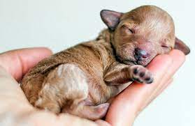 A Que Edad Abren Los Ojos Los Cachorros Etapas