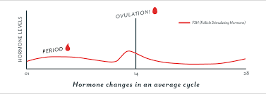 Ovulation When Do I Ovulate Ovulation Symptoms And More