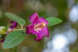Image result for Lagunaria patersonia