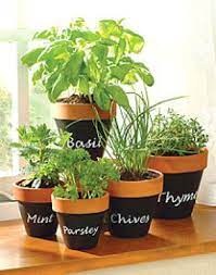Herb Pots Herbs Garden Inside Diy Herb Garden Indoor Herb Garden