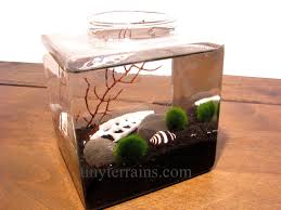 Common Betta Fish Diseases
