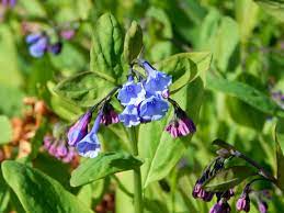 Direct sow seeds in late fall, planting them just below the surface of the soil. Mertensia Virginica Wikipedia