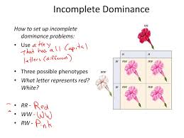 We did not find results for: 8 2 Patterns Of Inheritance Key Concepts And Vocabulary Ppt Download