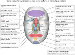 Frontiers Facial Genetics A Brief Overview Genetics