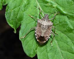 Image result for Canthium bugoyense