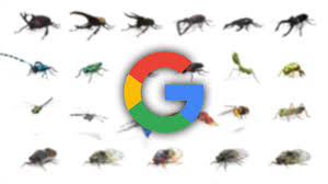 Cicadas are essentially tiny violins with wings. Google Ar Animals Now Include 23 Beetles Butterflies Cicadas And Other Insects