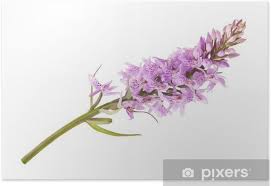 Kadzidełka wild orchids dzika orchidea opakowanie 20szt. Plakat Dzika Orchidea Pixers Zyjemy By Zmieniac