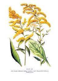 Goldenrod Tattoo Google Search Wildflower Drawing Goldenrod Flower Plant Illustration