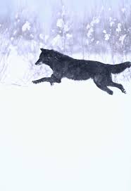 Wolves Running Images Google Search Wolf Running Wolf Pictures Wild Dogs