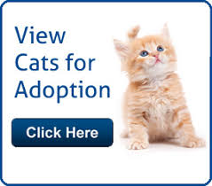 This is a public cat adoption board for members of the public. Palm Beach County Animal Control Adopt A Pet Dog Or Cat Low Cost Vaccines