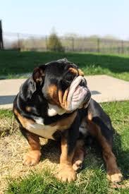 We did not find results for: For Stud Tricolored Brown White Black English Bulldog Nex Tech Classifieds