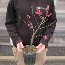 If shoots of already flowering trees are to be grafted onto other apricots, the early spring is a good time. Apricot Japanese Buy Apricot Japanese Prunus Mume