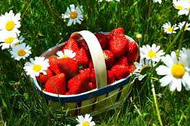 Le Velay Est Gourmand De Ses Fruits Rouges Velay Attractivite Attractivite En Auvergne Rhone Alpes Haute Loire Le Puy En Velay