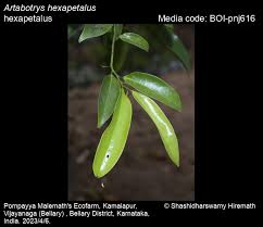 Image result for Artabotrys modestus